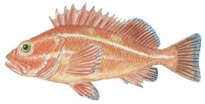 Fish Identification: Yelloweye Rockfish (Sebastes ruberrimus)