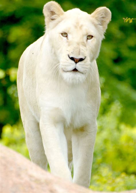 White Lioness | Wild animals pictures, Big cats art, Rare cats