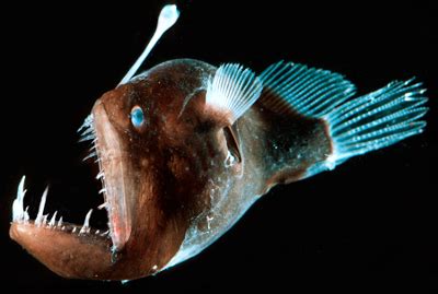 Timmyfan Whispers: Weirdest Deep-Sea Creatures