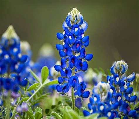 Heroes, Heroines, and History: State Flower of Texas