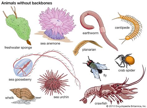 Animais Invertebrados Com Imagens Mapas Mentais Mapa Mental Estudos ...