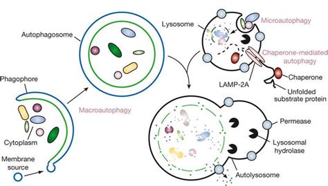 Types of Autophagia / Tipos de autofagia | Escuelas de medicina, Medicina, Muerte