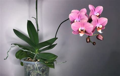 Repotting an Orchid: So Simple! - Laidback Gardener