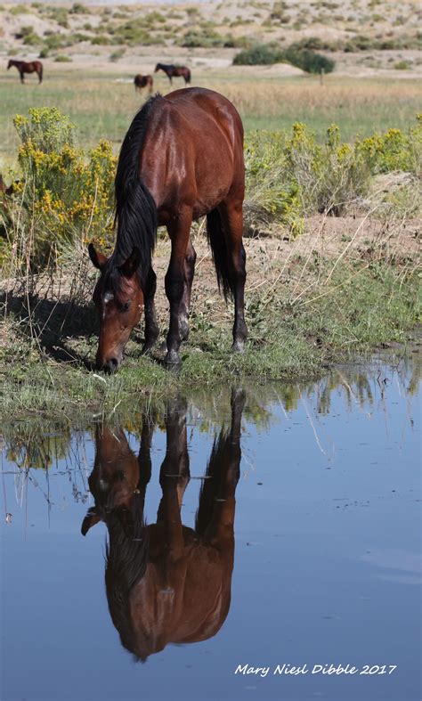 Pin by Mary Dibble on Virginia Range Wild Horses | Wild horses, Horses ...