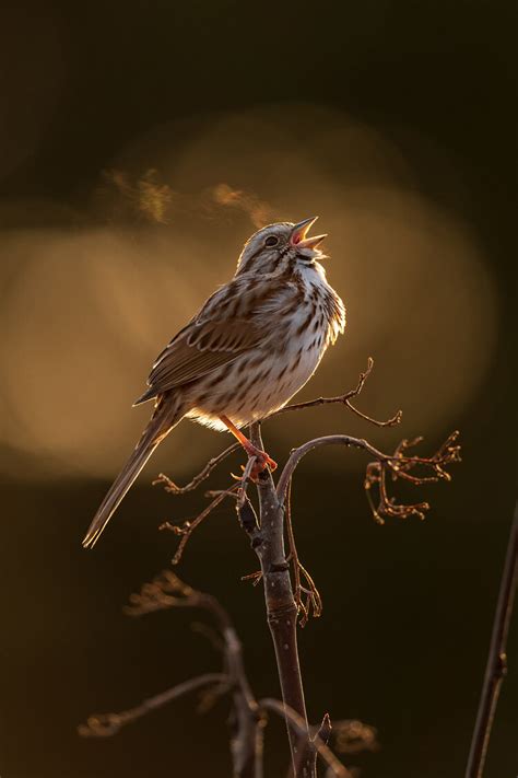 40 Winning Photos Of Bird Photographer Of The Year 2021