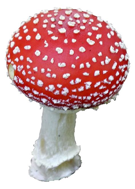 Free picture: amanita, muscaria, mushroom