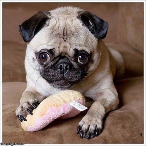 Funny Pug - funnydogsite.com