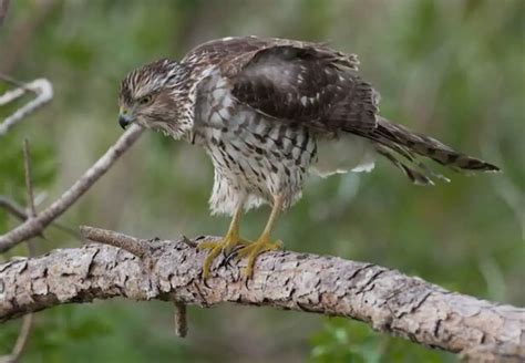 How Do Hawks Avoid Predators? Revealing Their Tactics!