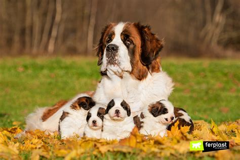 SAINT BERNARD DOGS: ALL THE CHARACTERISTICS OF THE BREED