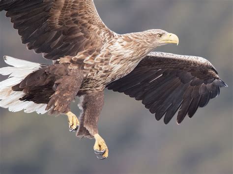 White-tailed Eagle by Norman West - BirdGuides