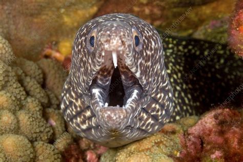 Spotted moray eel - Stock Image - Z605/1887 - Science Photo Library