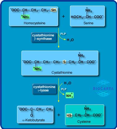 World of Biochemistry (blog about biochemistry): Metabolic map on the ...