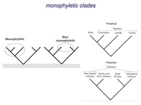 PPT - Molecular phylogenetics PowerPoint Presentation, free download - ID:1391277