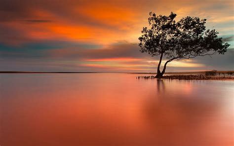 Wrapped In Orange, silhouette tree during sunset, water, nature, bright, HD wallpaper ...