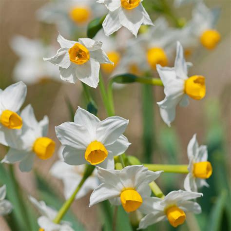 Paperwhite Wintersun Daffodil Narcissus Bulbs Blooms Species Growing Bonsai Roots Rhizomes Corms ...