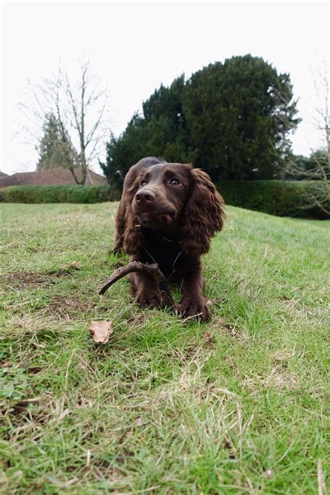 Clicker training - How to teach a dog new tricks - Country Life