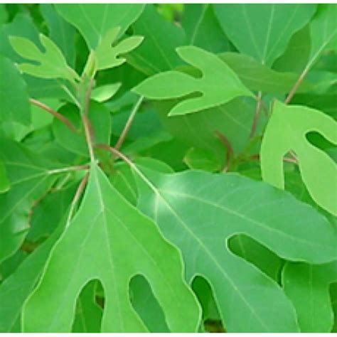 Best Quality SASSAFRAS ROOT in Canada