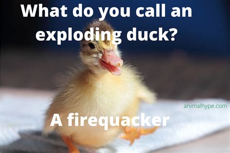 32 Funny Duck Puns That Will Quack You Up - Animal Hype