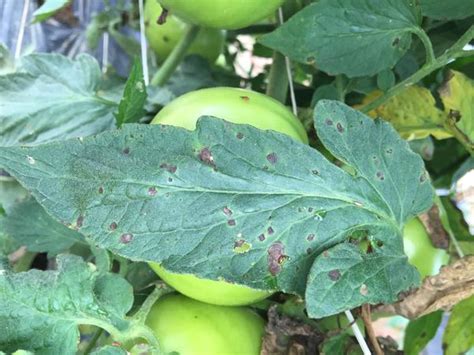 Early Blight of Tomato | NC State Extension Publications