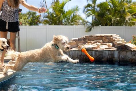 Teaching A Dog How To Swim - Gegu Pet