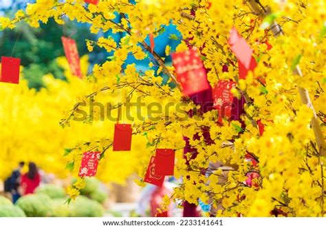 1,714 Hoa Mai Flower Stock Photos, Images & Photography | Shutterstock