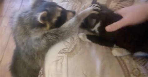 Cat and Raccoon Become Unlikely Friends