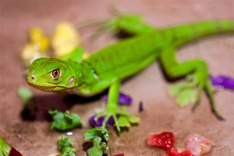 What Do Baby Lizards Eat? (Dietary Guide + Top Care Tips)