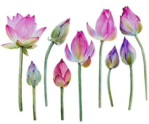 Beautiful watercolor lotus flowers :: Behance