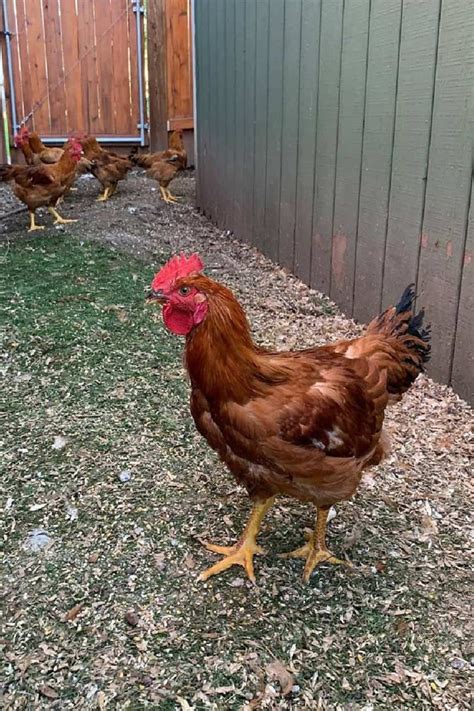 Red Ranger Chicken: Eggs, Height, Size and Raising Tips