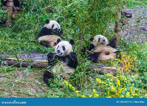 Giant Panda Breeding Research Base ,Chengdu, China Stock Image - Image ...