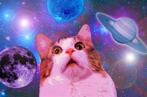 Download Shocked Funny Cat In Space Wallpaper | Wallpapers.com