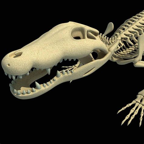 Crocodile Skeleton - 3D Model by 3D Horse