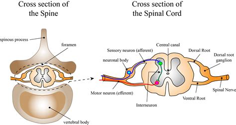 Spinal Cord