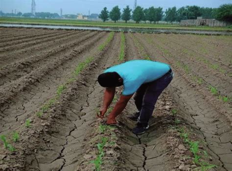 Planting of maize crop on the ridges. | Download Scientific Diagram