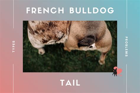 French Bulldogs Tail Types, Pocket, Problems and Docking