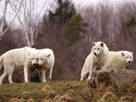 Arctic Wolf Pack HD desktop wallpaper : Widescreen : High Definition : Fullscreen