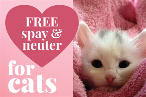 Free Spay/Neuter Certificates for Cats All May! – EmpowerLA