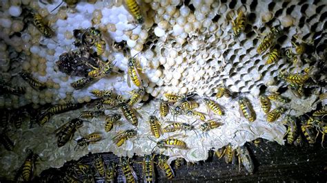 AWESOME Yellow Jacket Nest Removal Inside House - Slow Motion - ASMR - YouTube