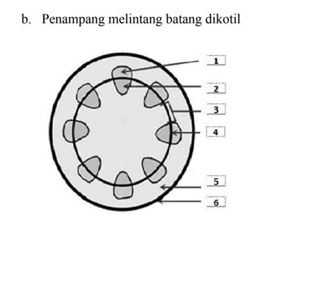 Sayatan melintang batang dikotil | Get Clear