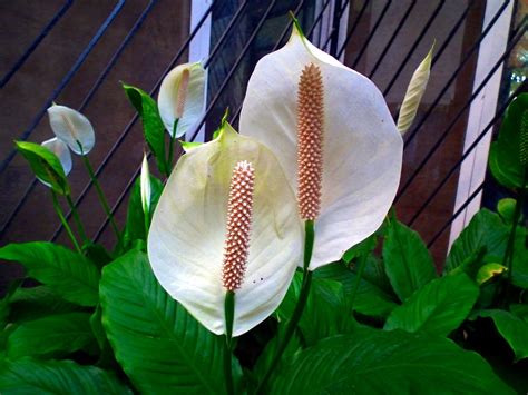 White Anthurium 1 | Anthurium (pronounced /ænˈθjʊəriəm/)[1] … | Flickr