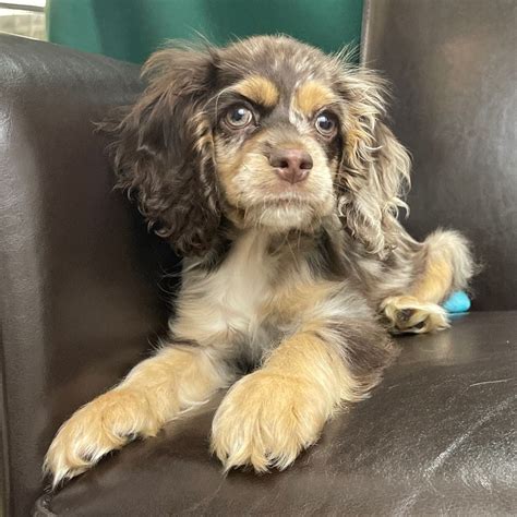 Cocker Spaniel Puppies for Sale in NYC - Get a Smart and LoyalPuppy