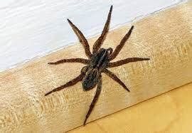 Common Spiders in Kansas City - Truly Green Pest Control