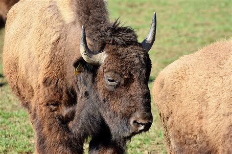 Download free photo of Bison,buffalo,horns,american bison,wild - from ...