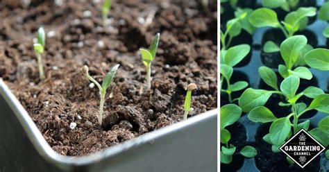 How to Water Seeds and Seedlings - Gardening Channel