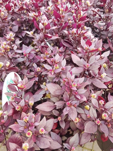 Alternanthera dentata "Little Ruby" - Flowers and Foliage Colour ...