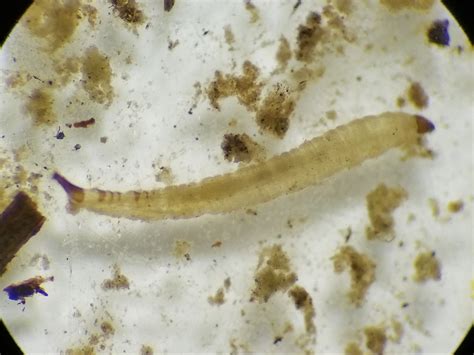 Psychodidae Larvae