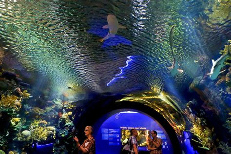 Sandy-ravaged aquarium opens splashy new shark exhibit - The Mainichi