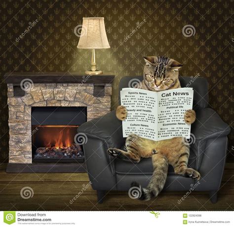 Cat Reading a Newspaper at Home Stock Photo - Image of reading, relax: 122924098