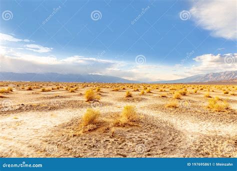 Devils Corn Field, Scenic Desert Plants in the Death Valley Desert in ...