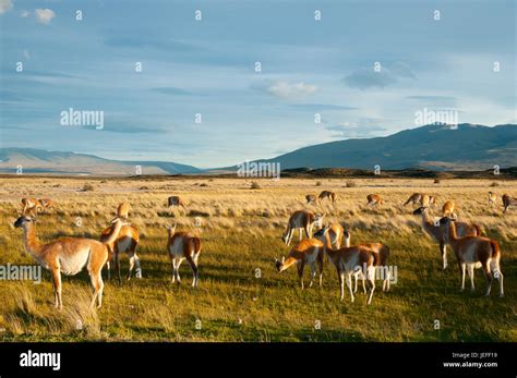 Guanacos - Torres Del Paine - Chile Stock Photo - Alamy